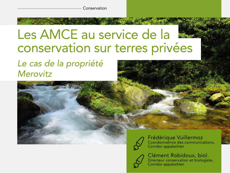 Articles - Vignette