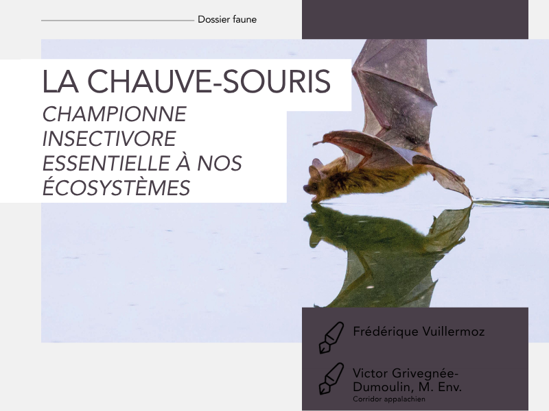 Articles - Vignette