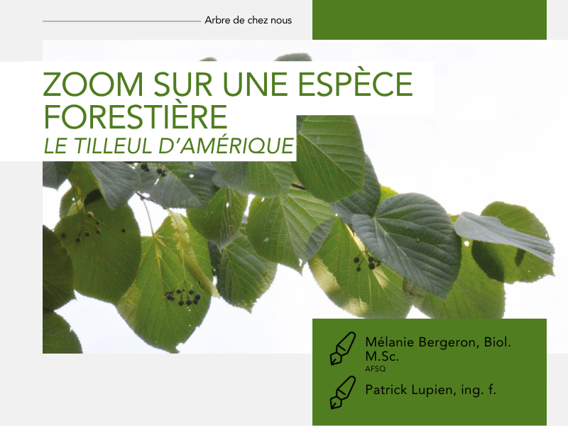 Articles - Vignette