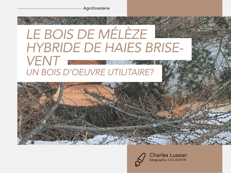 Articles - Vignette