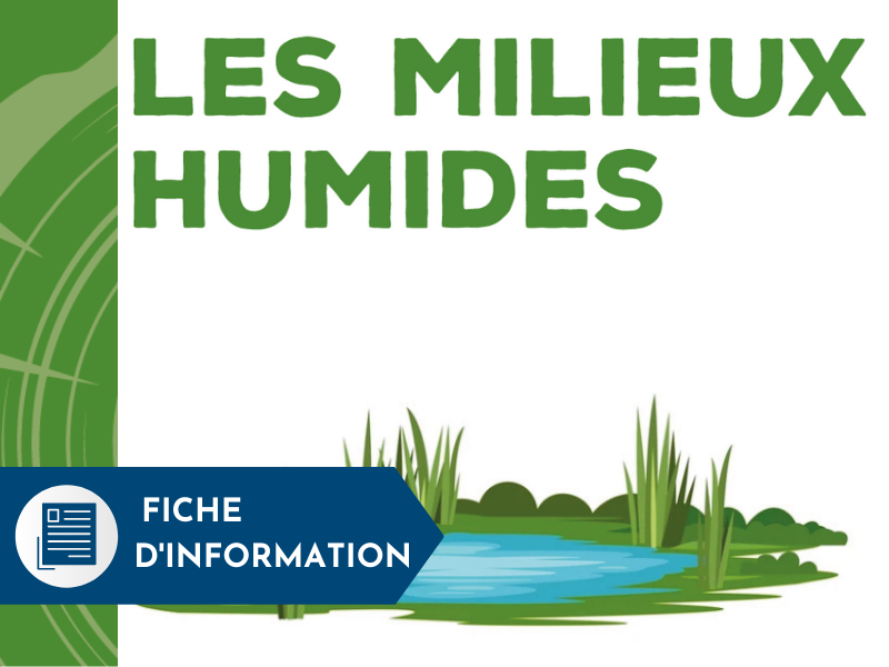 Les Milieux Humides | Association Forestière Du Sud Du Québec