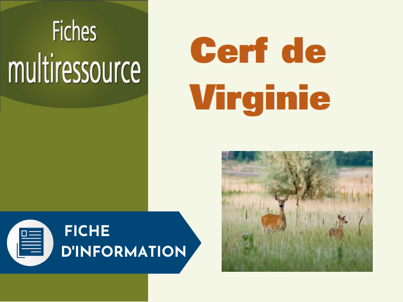Articles - Vignette