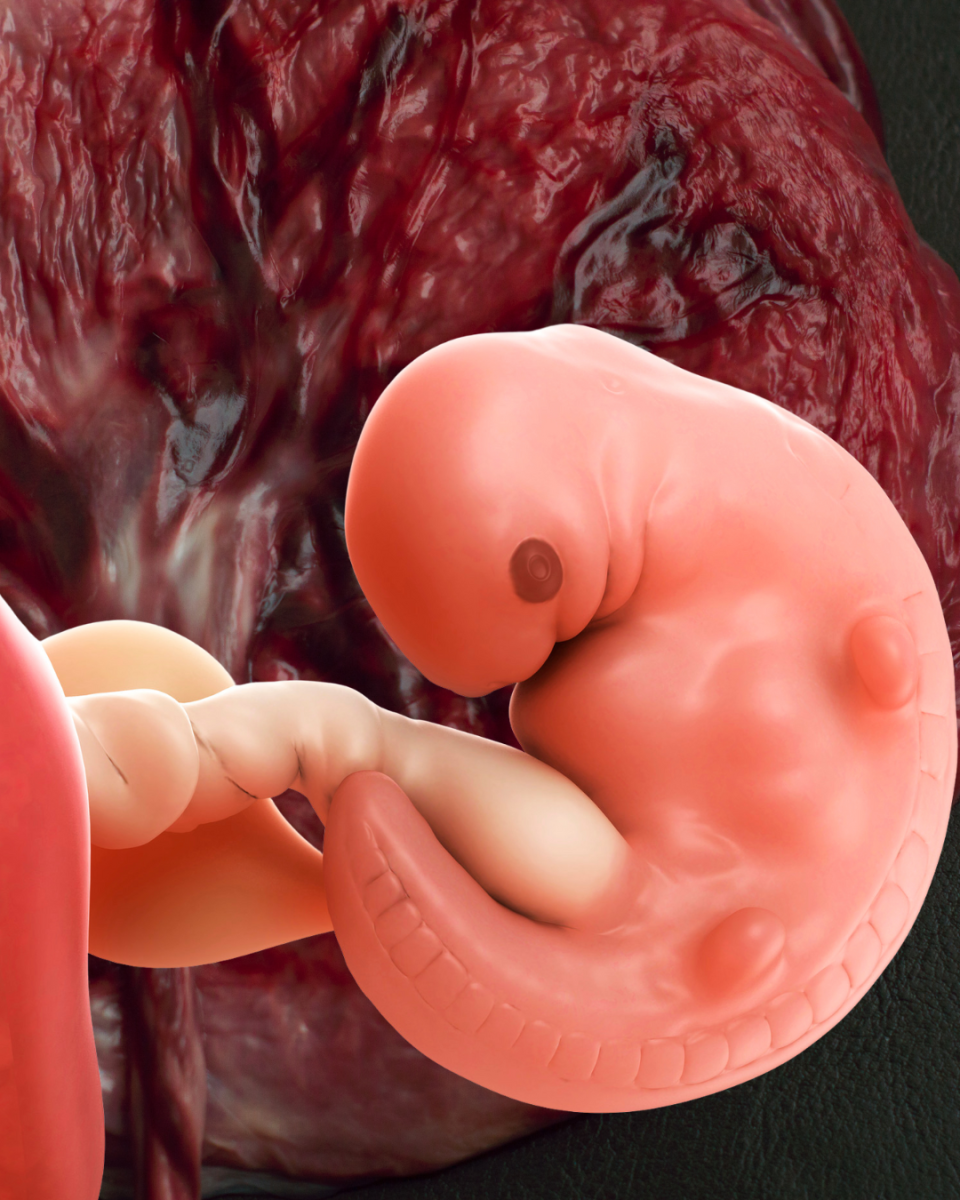 Image du placenta