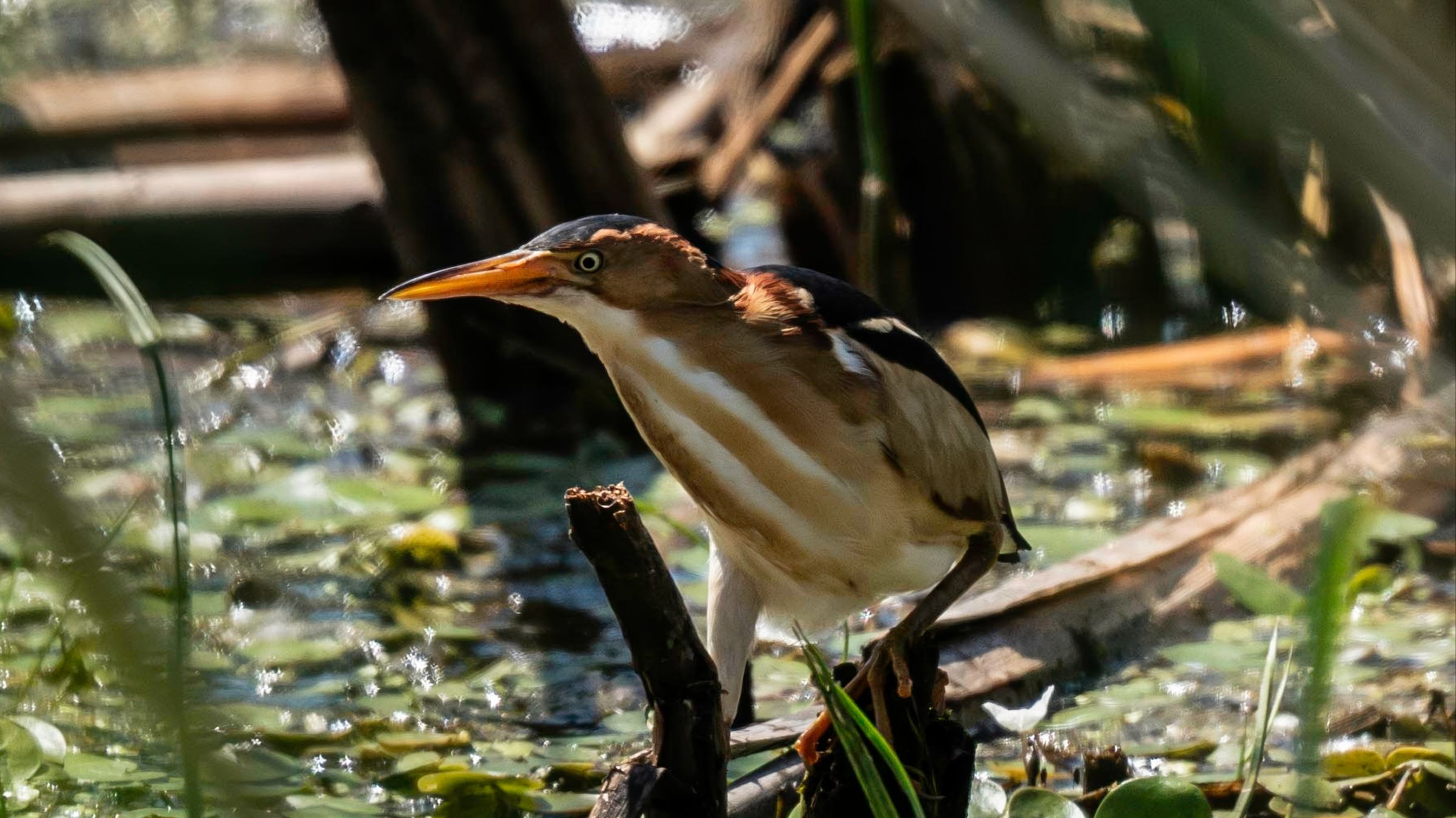 Articles - Image d'intro