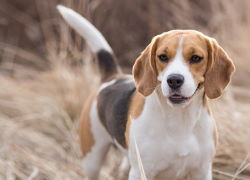 Le Beagle