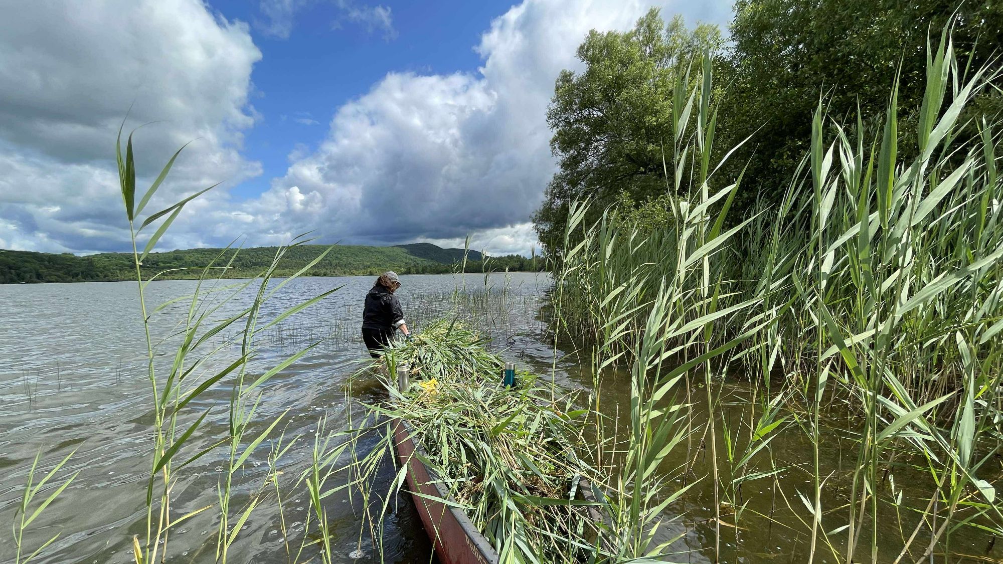 Activité de contrôle du phragmite dans la baie Fitch  - 2 juillet 2026