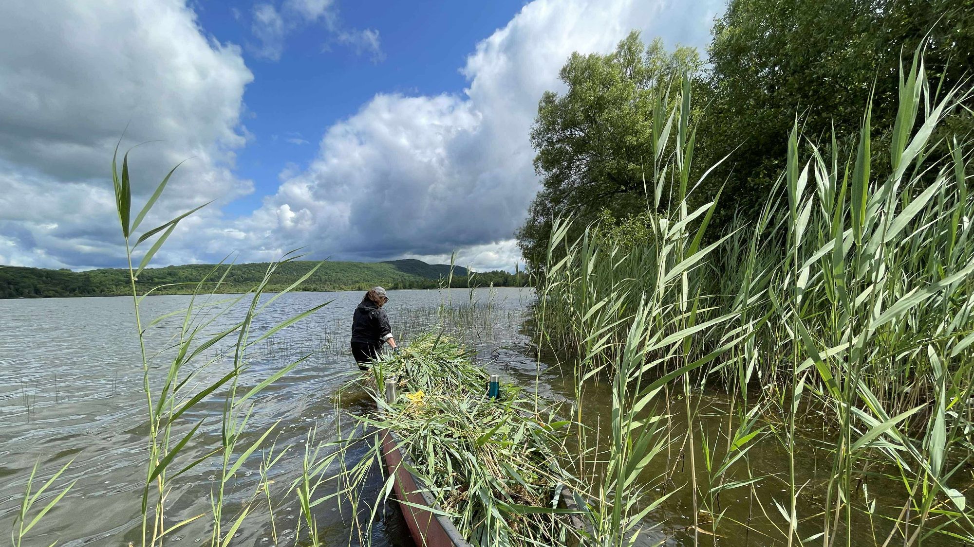 Phragmite Control Activity in Fitch Bay - July 2nd, 2026