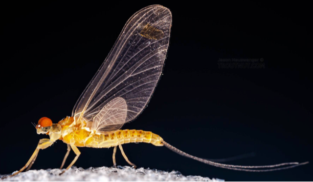La mouche « Sulfure » - Robert Dufresne