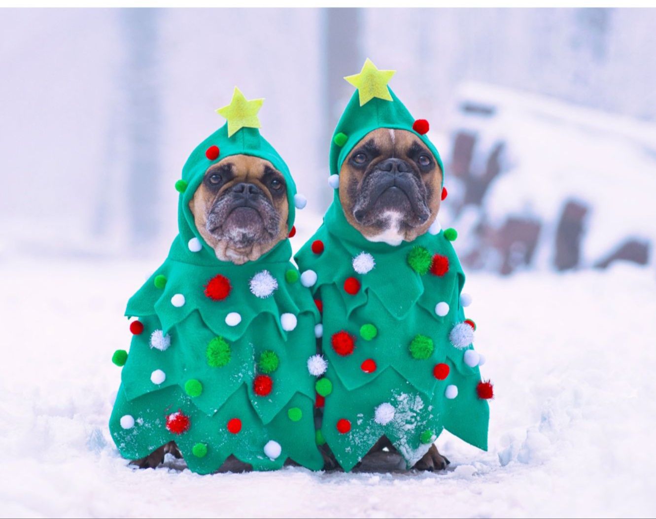 Paws for a Cause: Holiday Pet Photo Contest