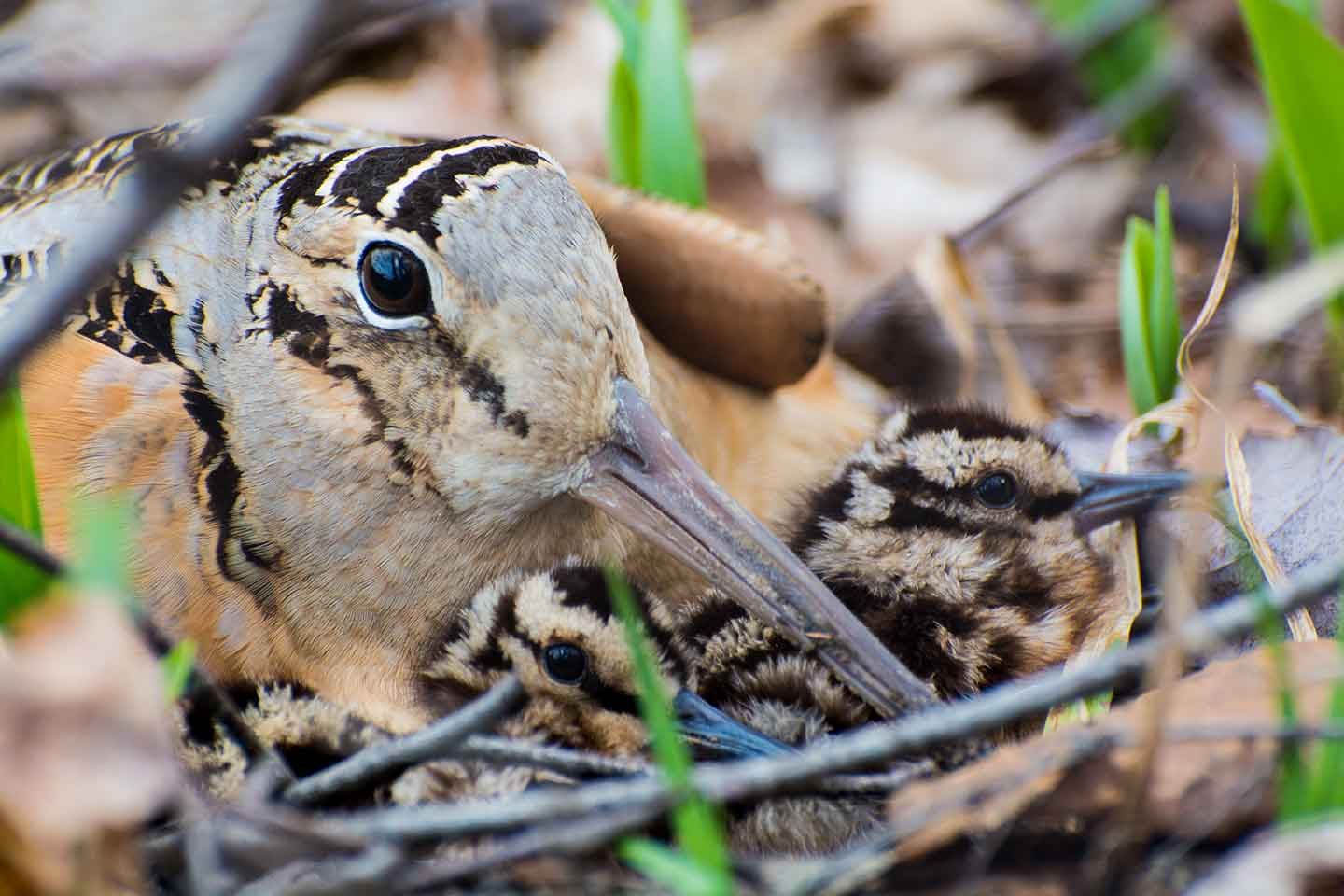 Assemblée générale annuelle ( en ligne )