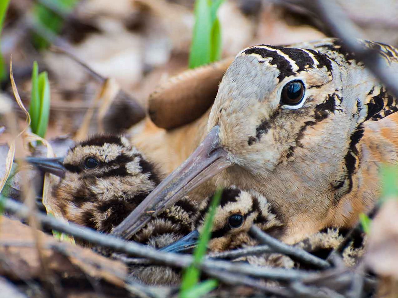 Assemblée générale annuelle ( en personne )