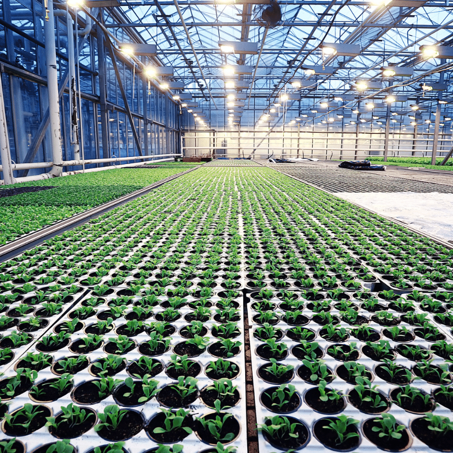Agroalimentaire - Applications technologiques