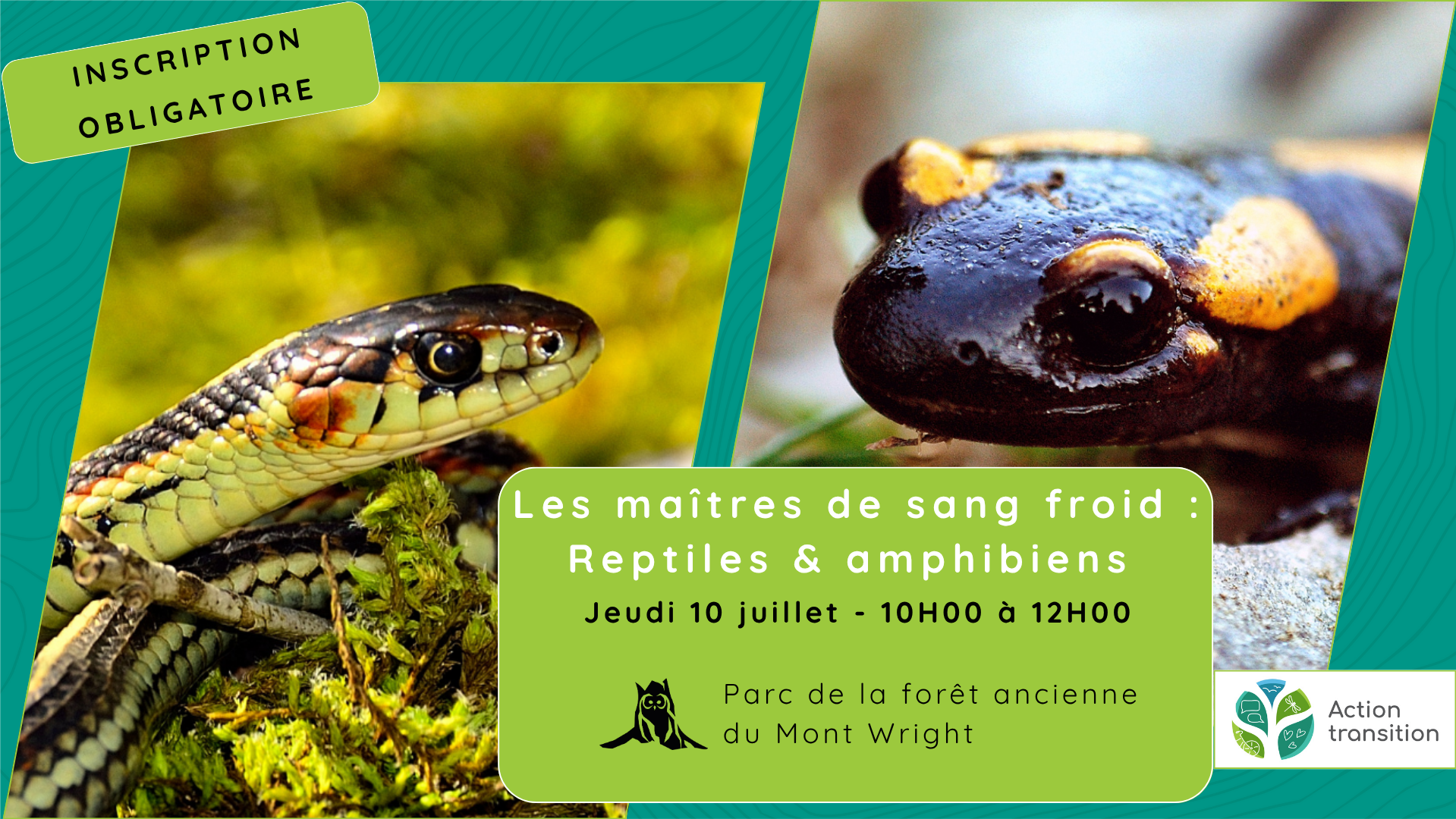 Les maîtres de sang froid : reptiles & amphibiens - Jeudi 10 juillet