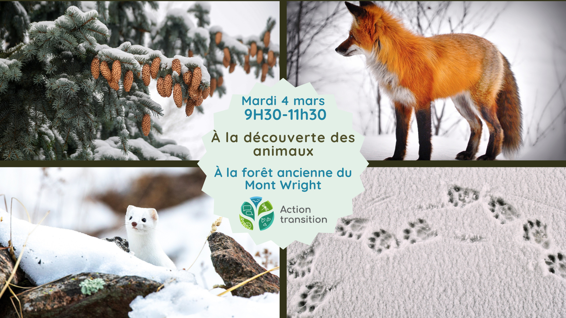 À la découverte des animaux de la forêt