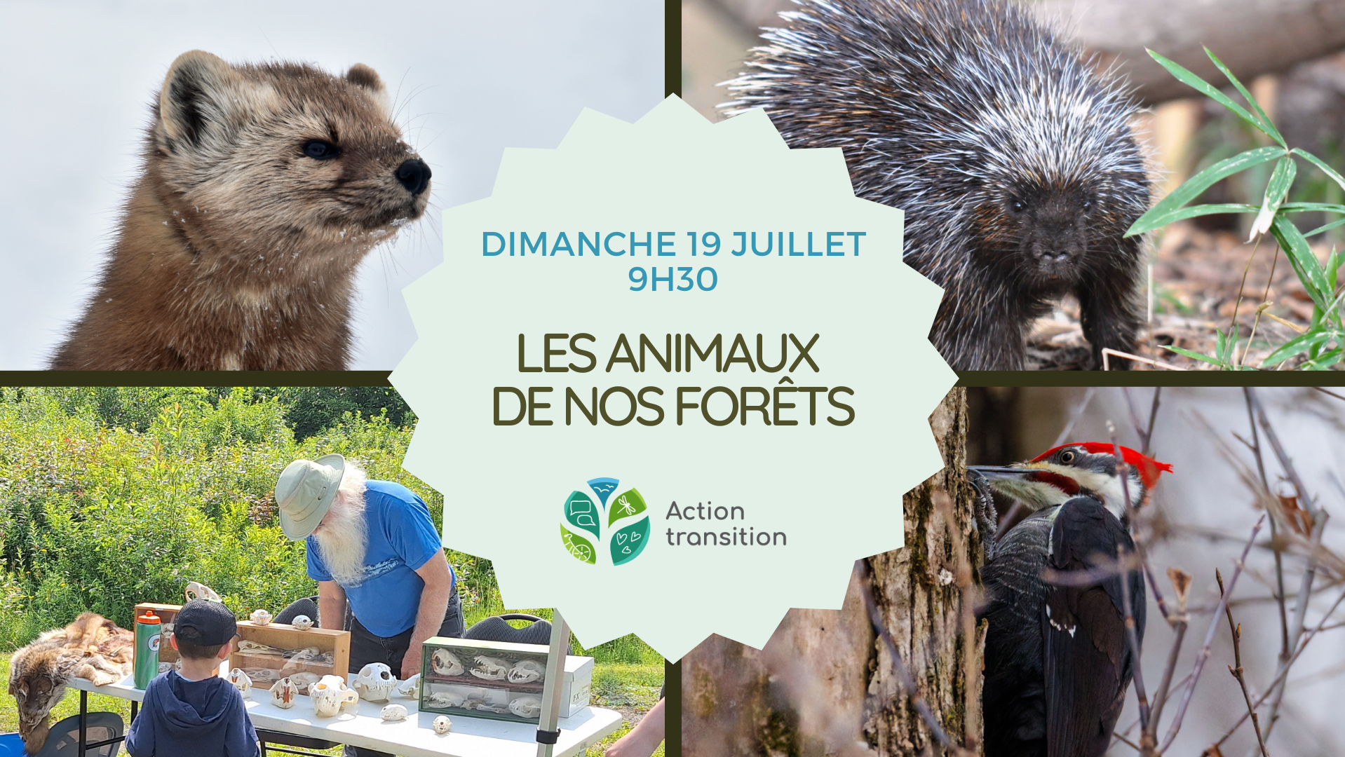À la découverte des animaux de la forêt ancienne
