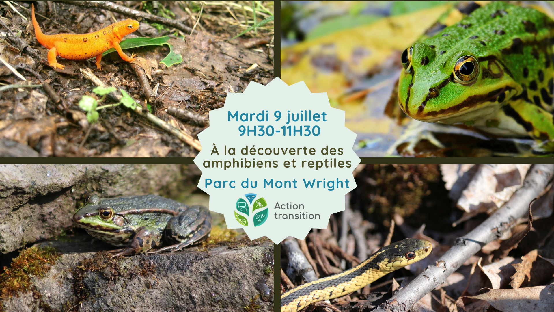 Mardi en nature - À la découverte des amphibiens et reptiles