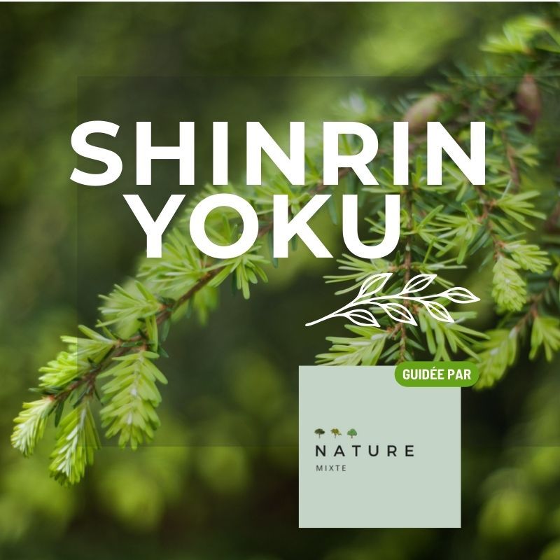 Shinrin Yoku-Le grand boisé de Pointe-du-Lac