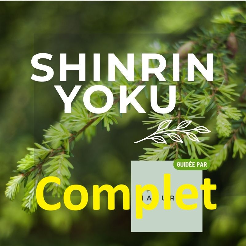 Shinrin Yoku-Le grand boisé de Pointe-du-Lac