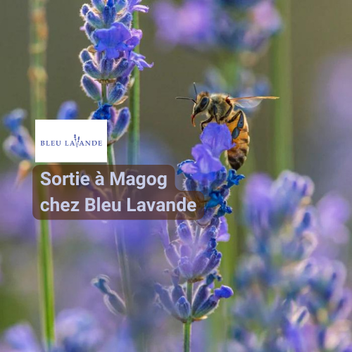 Sortie à Magog BLEU LAVANDE