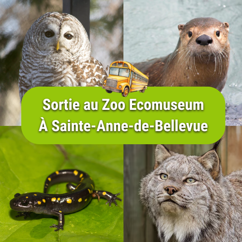 Sortie au Zoo Ecomuseum