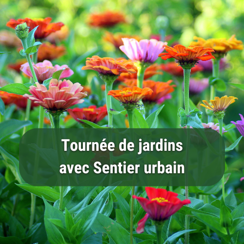 REPORTÉ AU 30 JUILLET*Marche et tournée des jardins avec Sentier Urbain