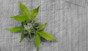 Vie de l'industrie - Légalisation du cannabis
