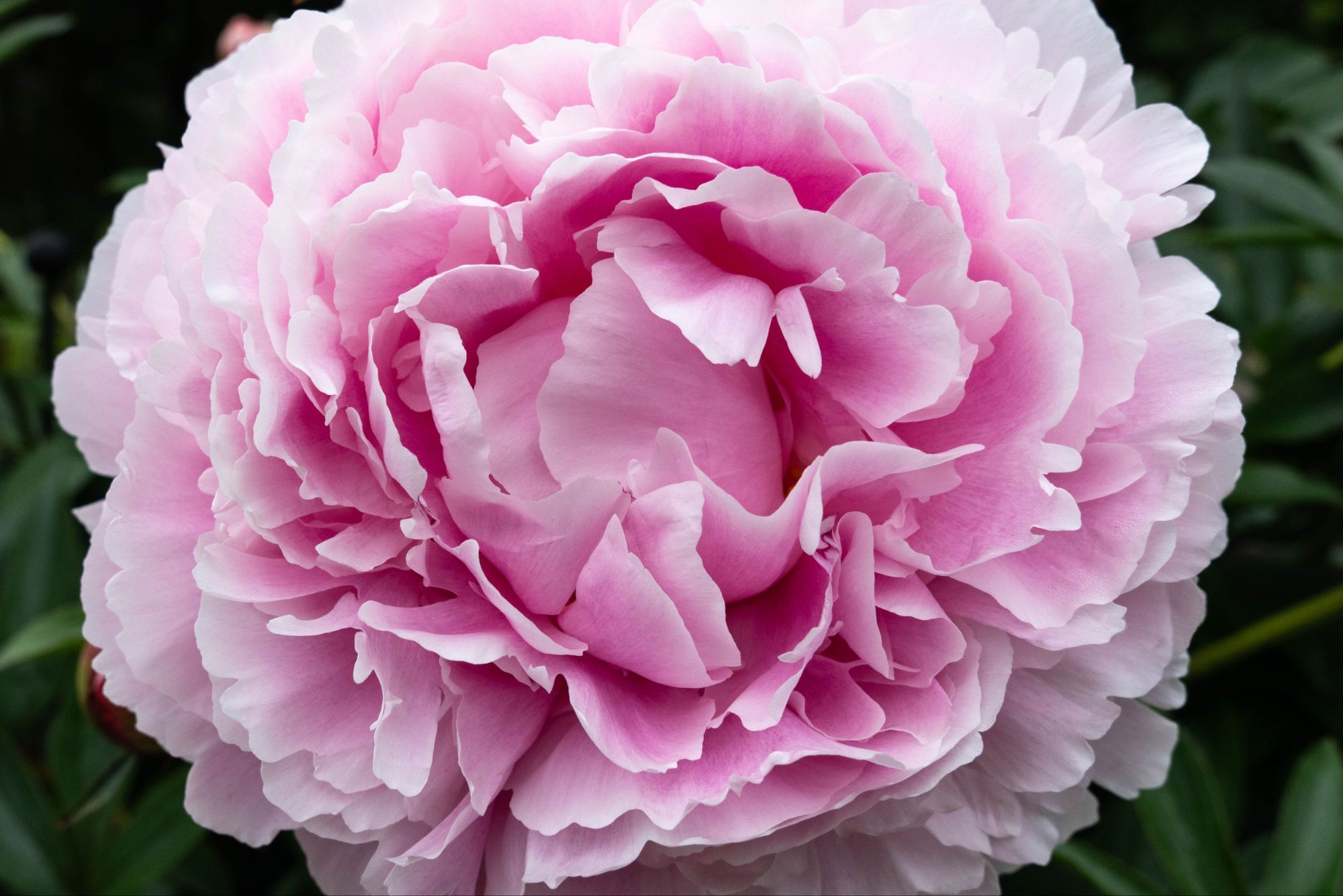 Expo pivoines
