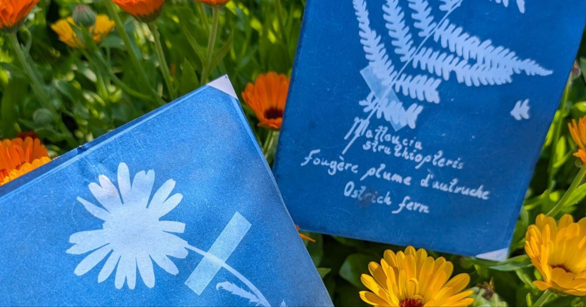 Plant Cyanotype | International Photography Day