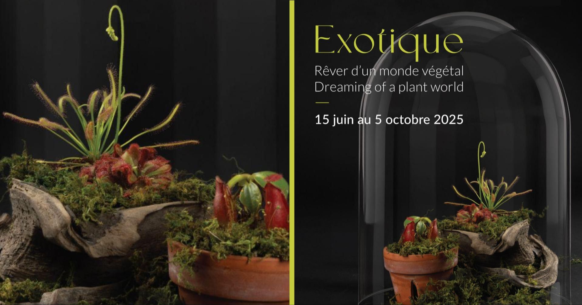Exotic. Dreaming of a Plant World