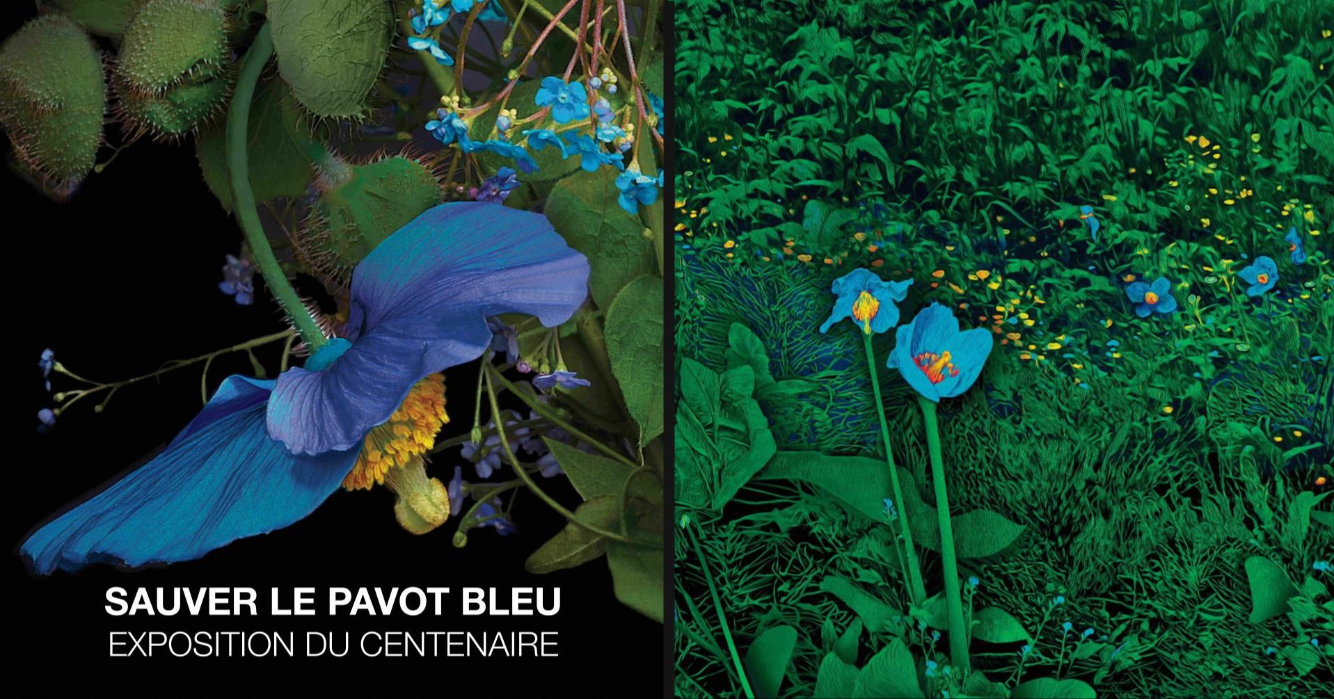 Save the Blue Poppy | Centenary Exhibition