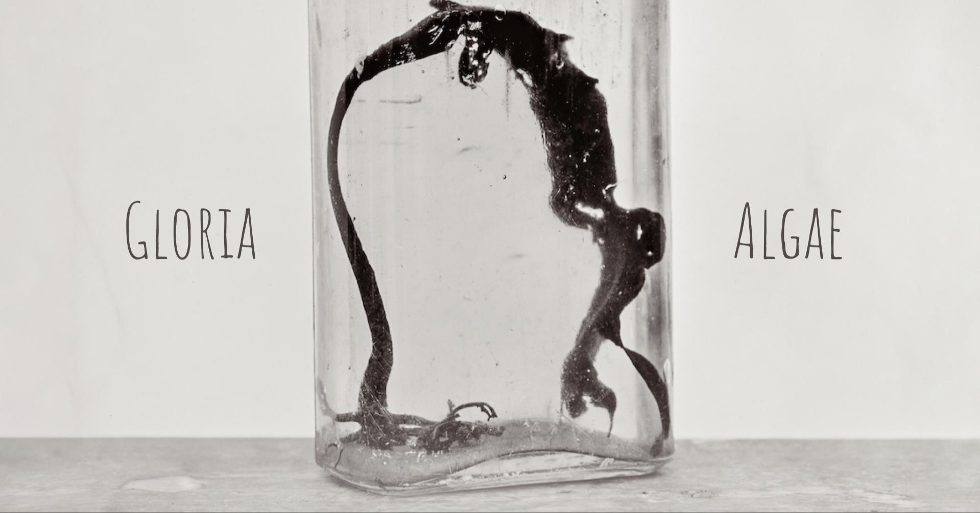 Gloria algae. Les algues marines du Québec de Marcelle Gauvreau