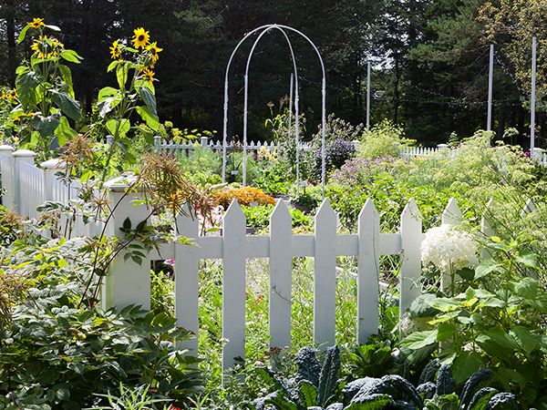 Elsie's Vegetable Garden as Told by the Gardener Félix