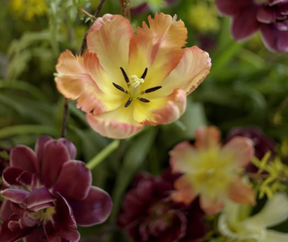 Concert by the Conservatoire de musique de Rimouski at the Jardins de Métis