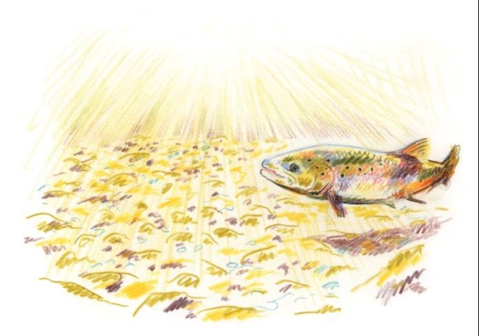 LANCEMENT DE LIVRE | Les saumons de la Mitis, par Christine Beaulieu et Caroline Lavergne