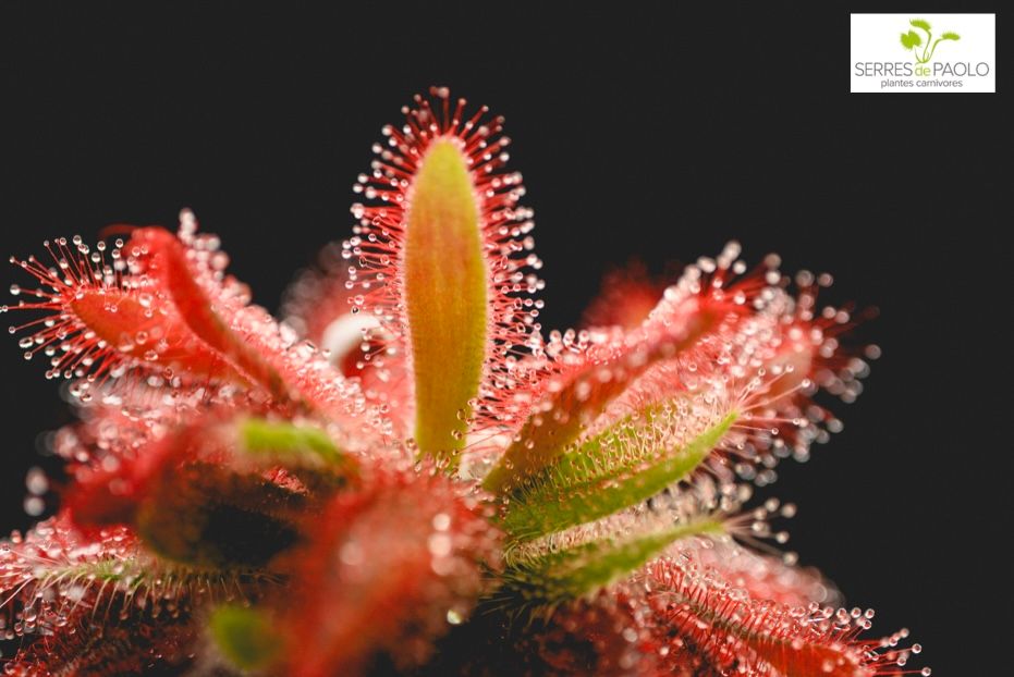 Vente de plantes carnivores | Les Serres de Paolo