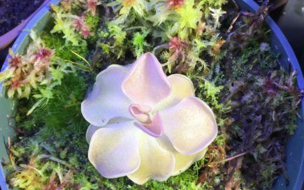 Workshop | Pinguicula Arrangement with Caroline Boutin