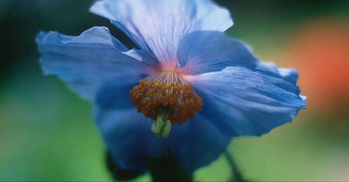 100th Anniversary of the Blue Poppy, with Patricia Gallant and Marjelaine Sylvestre