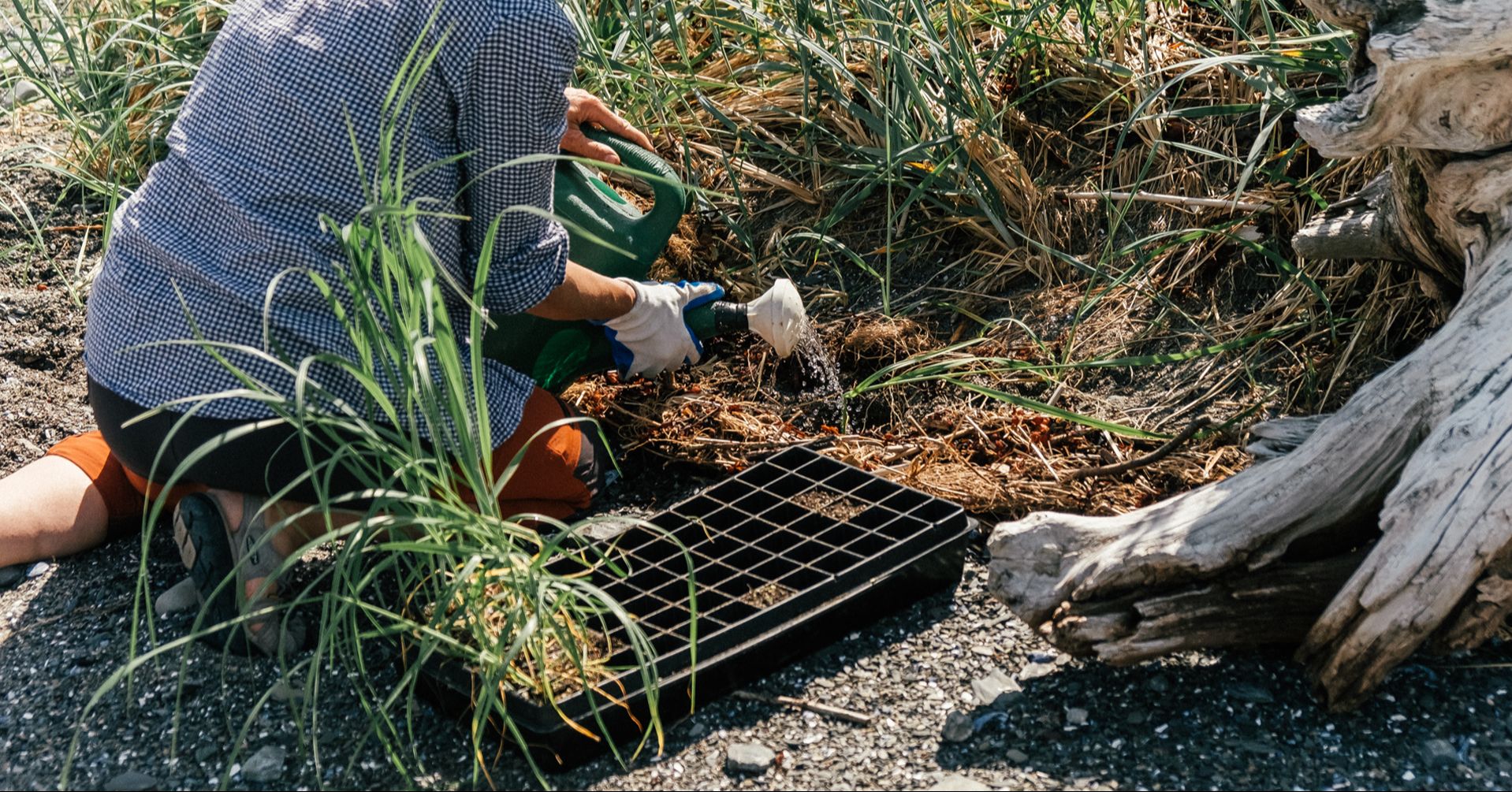 Workshop | Coastal Revegetation