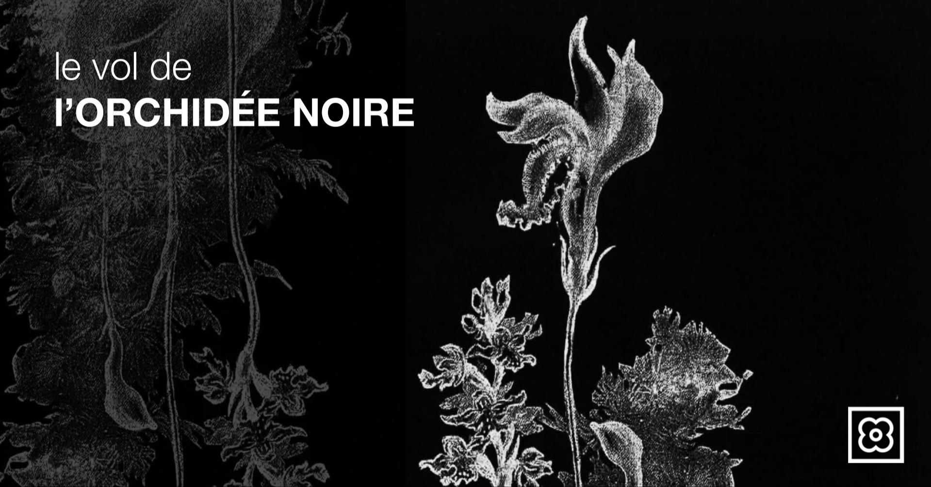 Le vol de l'orchidée noire