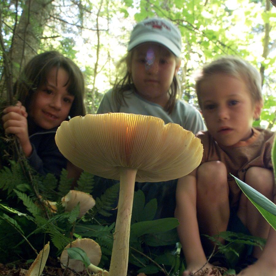 2- Activités réservées à nos membres