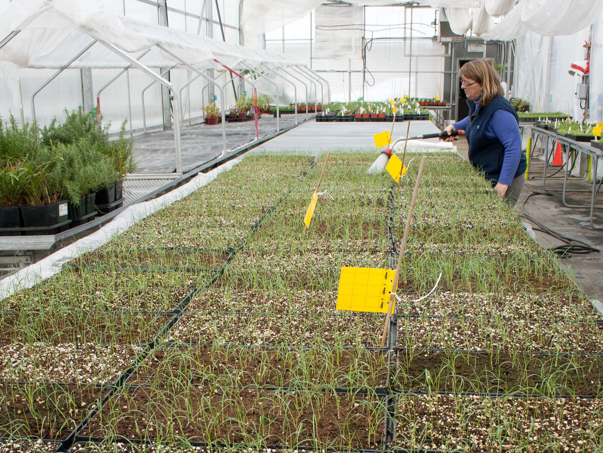 Pépinière d'élyme des sables