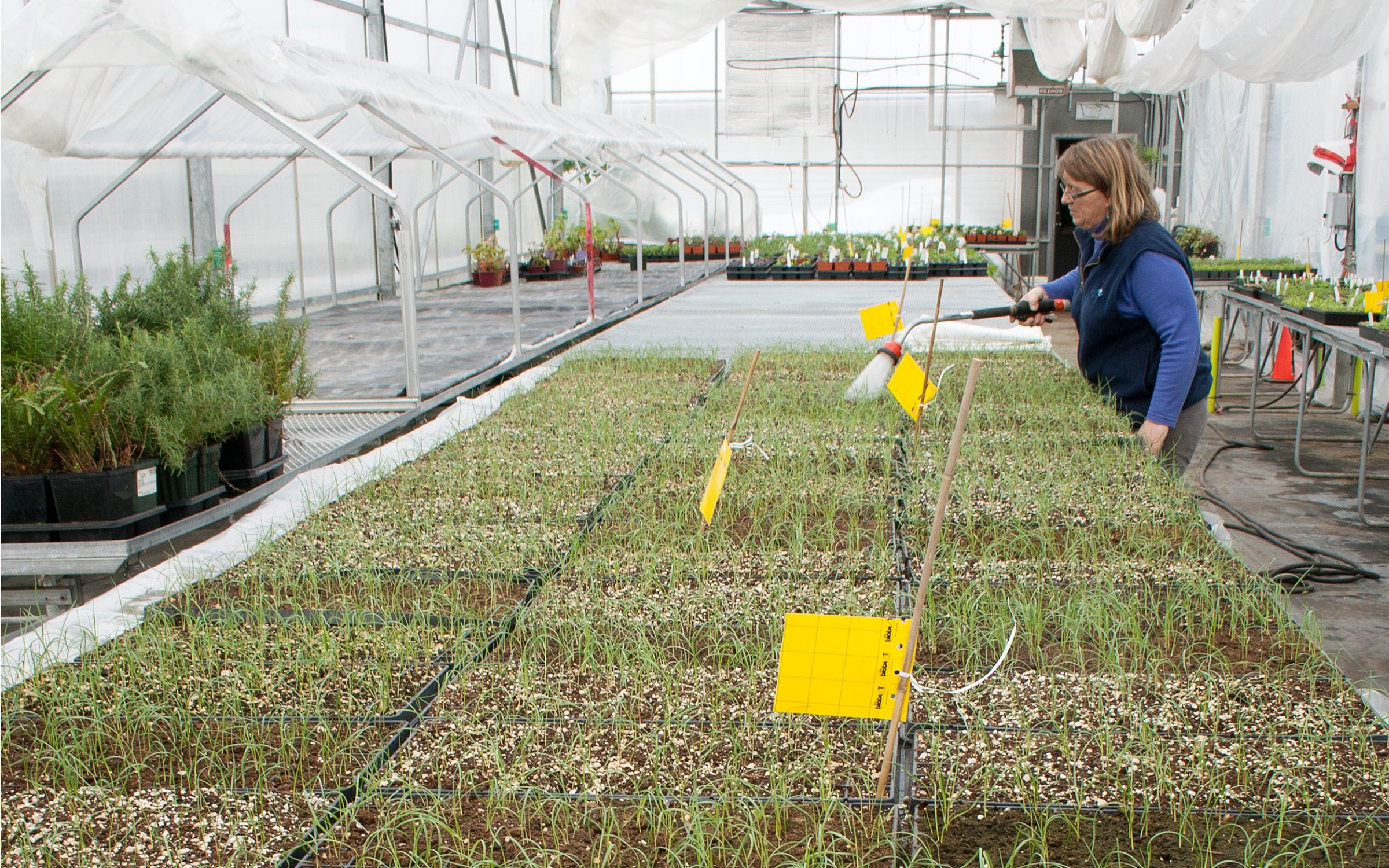 Sea Lyme Grass Nursery