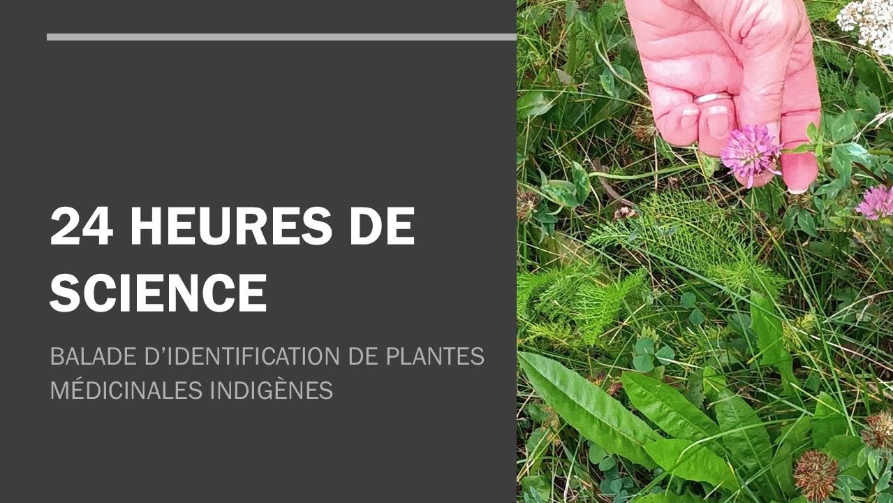 24h de science - Balade d’identification de plantes médicinales indigènes