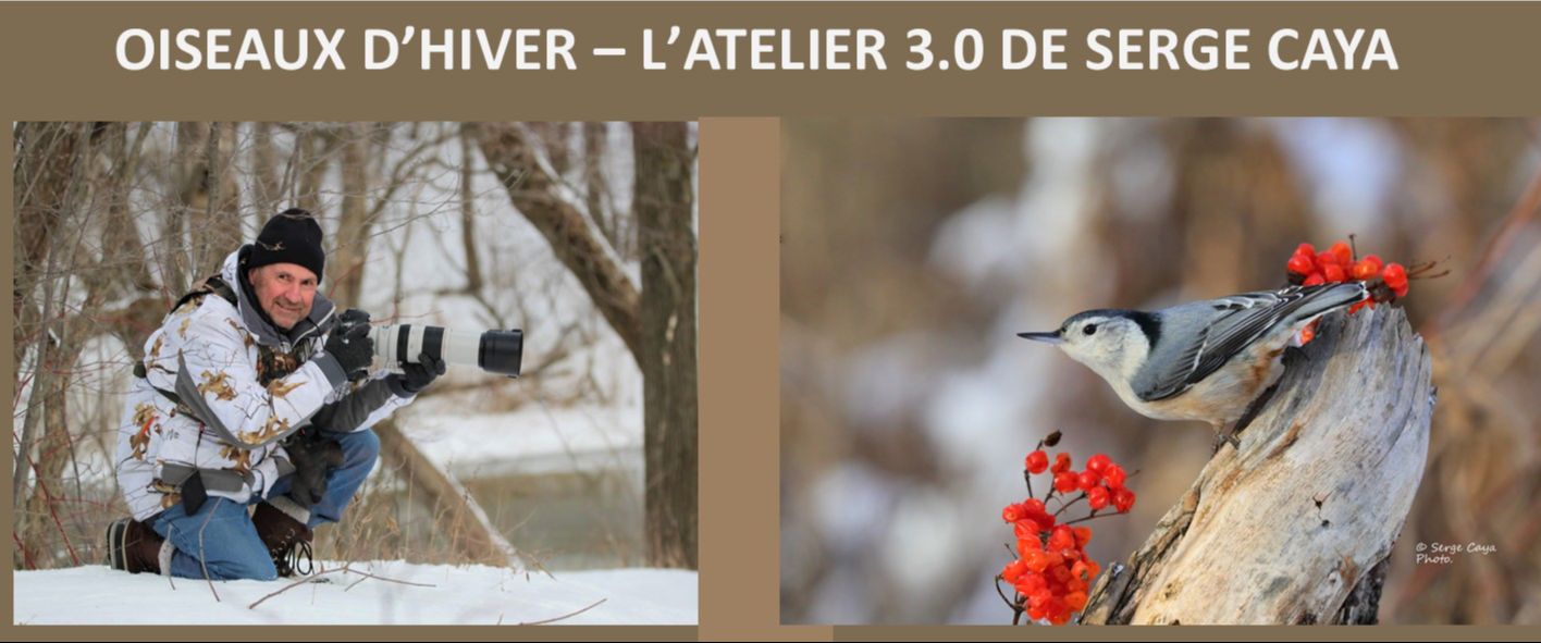 Atelier 3.0 - Oiseaux d'hiver