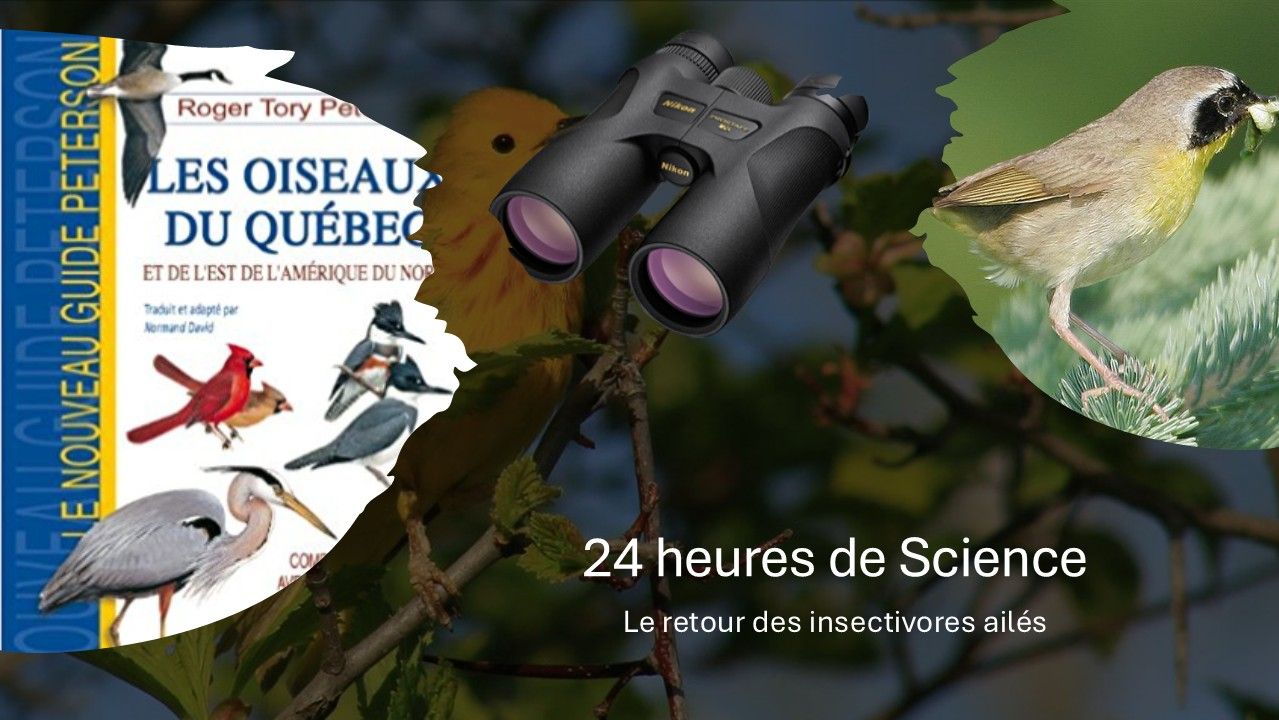 24h de science - Le retour des insectivores ailés au boisé des Douze