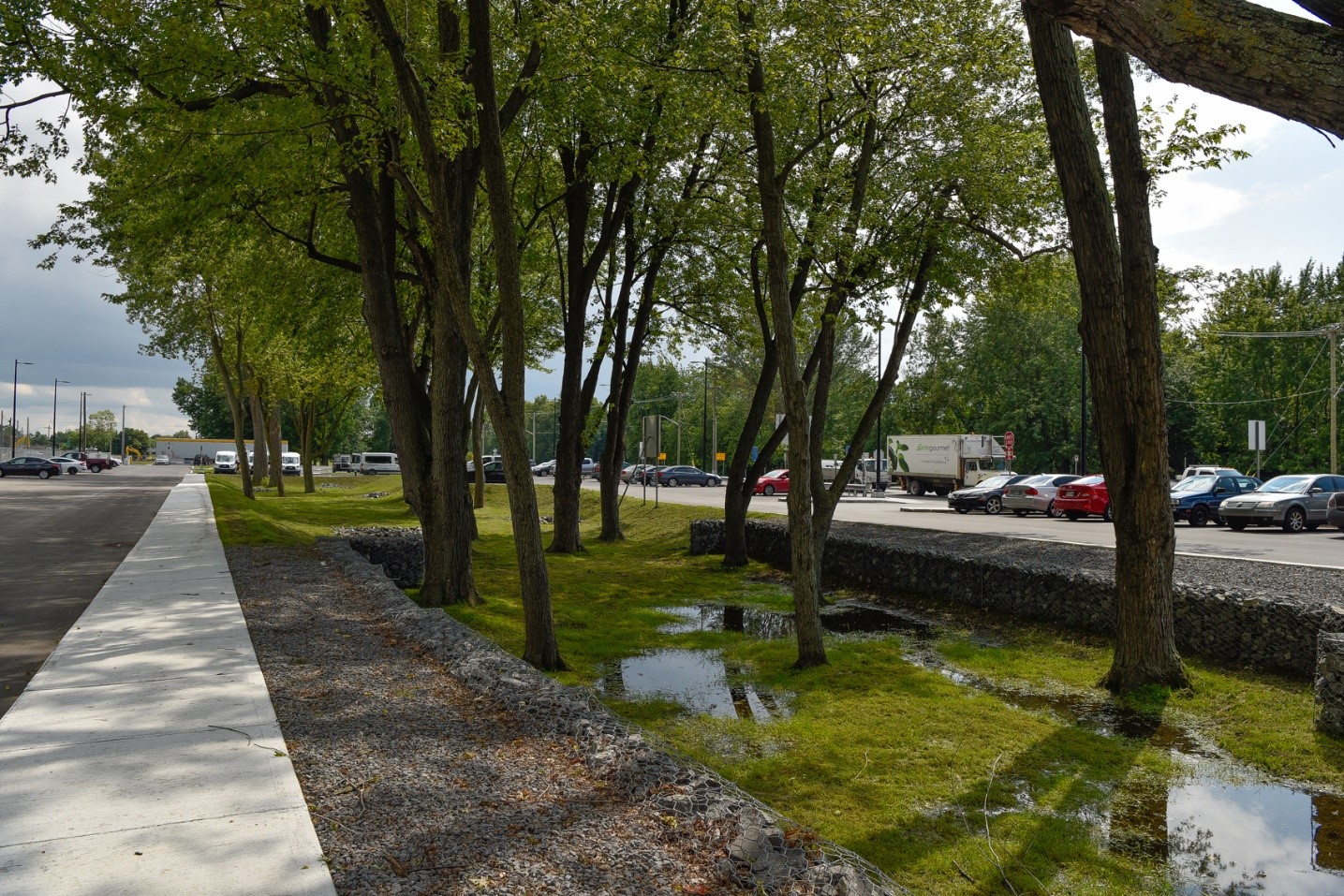 Bassin de biorétention intégrant les arbres matures préservés