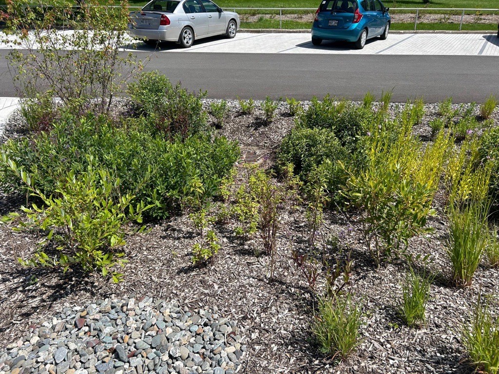 Végétation des îlots de biorétention
