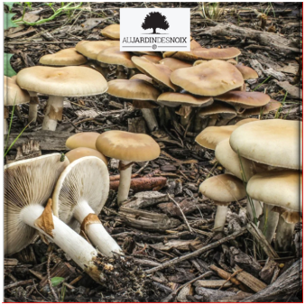 AU JARDIN DES NOIX (Cueillette de champignons et forestibles)