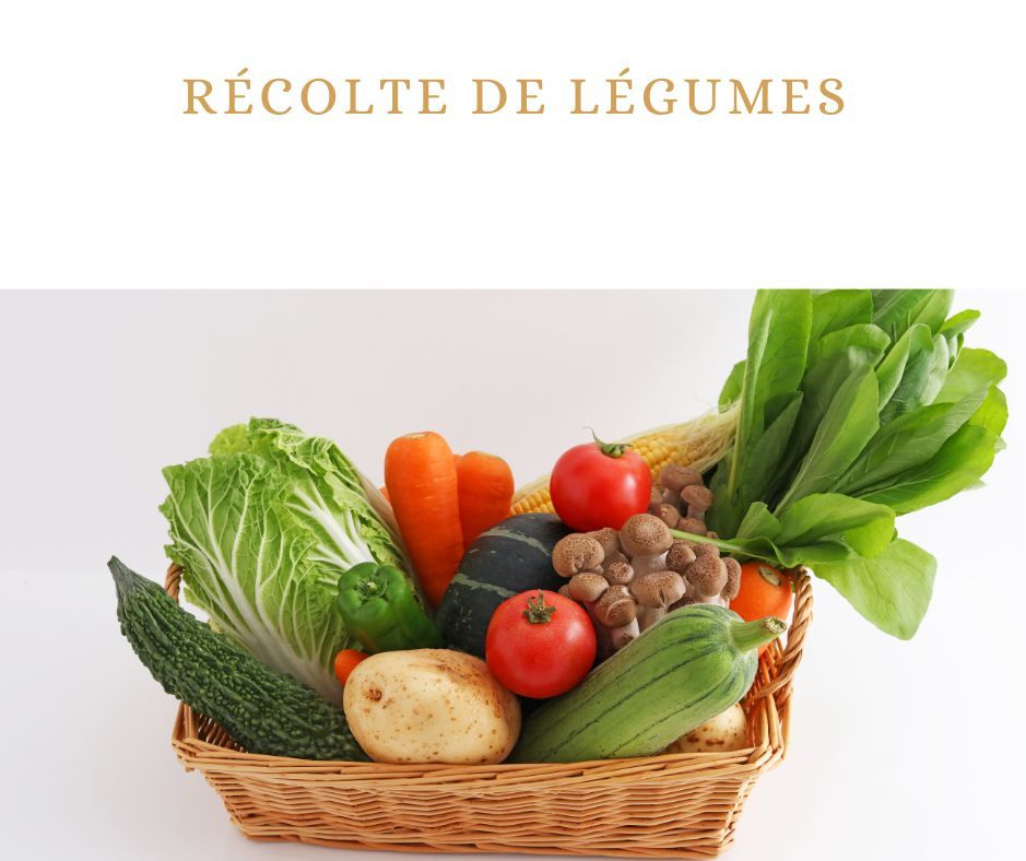 Récolte de légumes