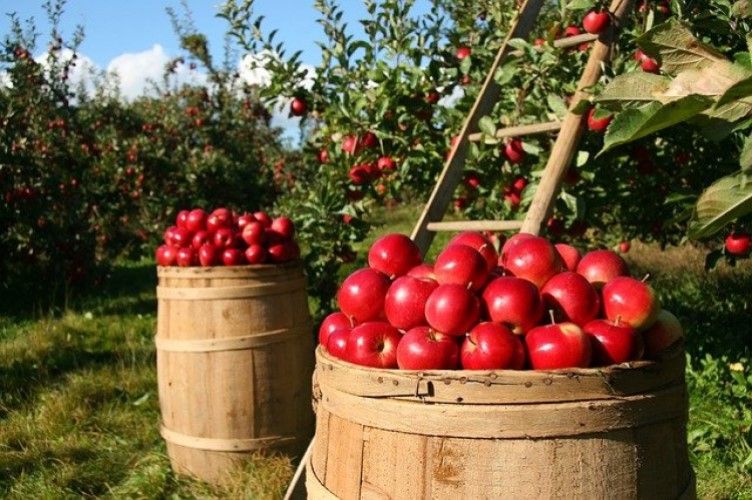 Sortie aux pommes ! 18 septembre 2026